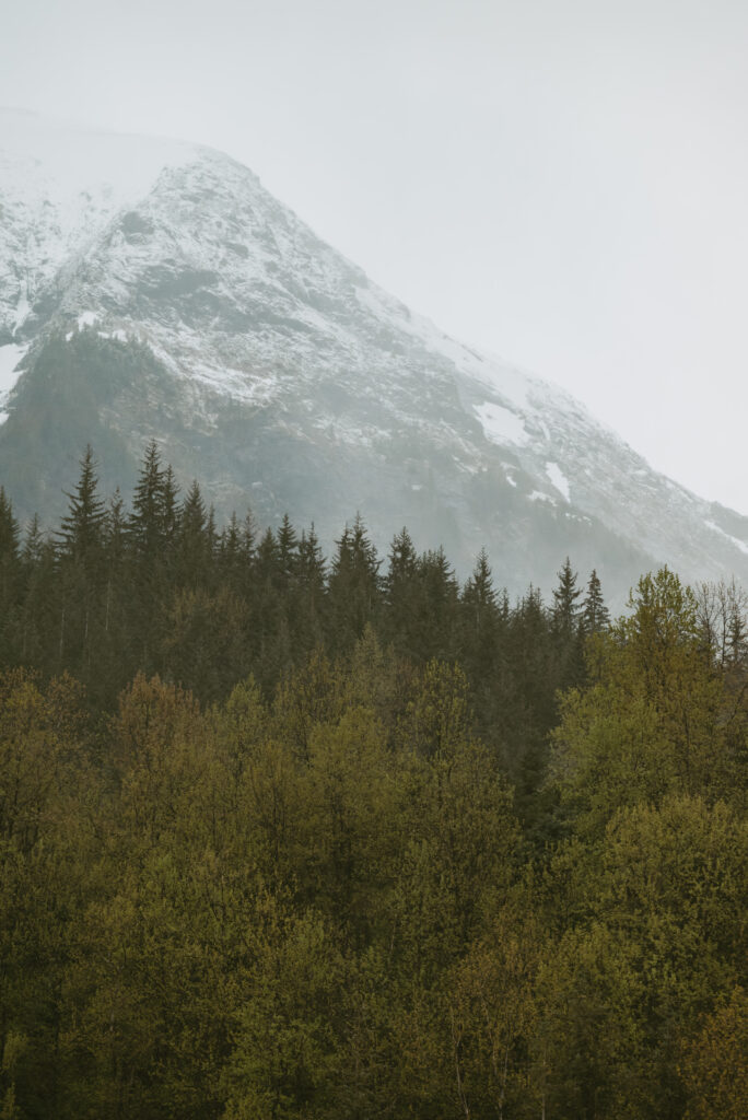 Mt. Robert with the pine trees