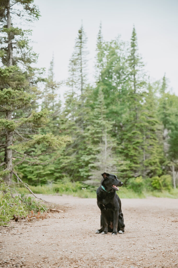 cozy elopement couple's black lab dog sit on the gravel