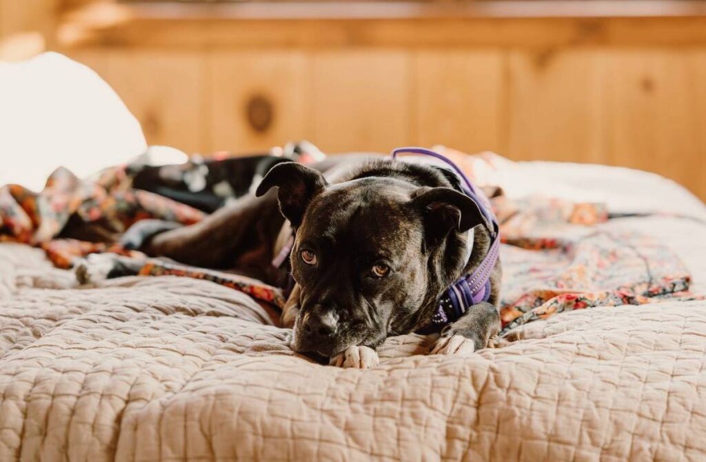 a sleepy dog lies on the bed