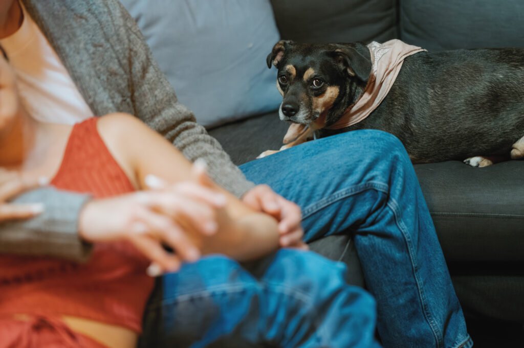 dog looks at the camera