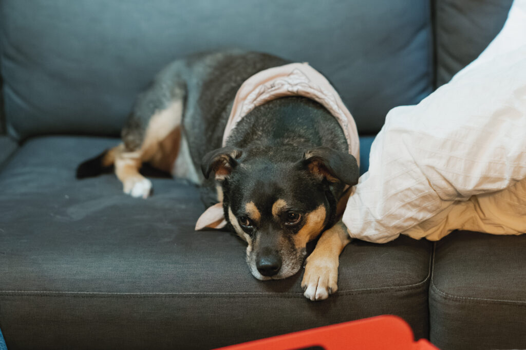 a dog sit on the couch