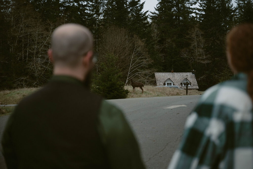 the elk watch the elopement couple walk past at Lake Crescent
