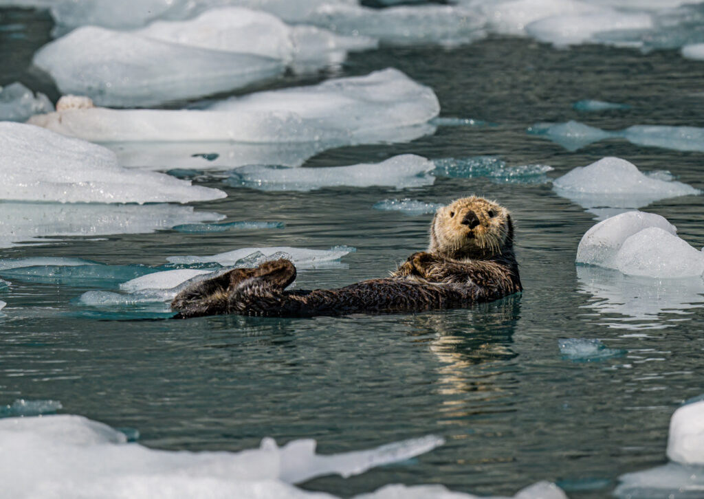 Sea Otter in Alaska
