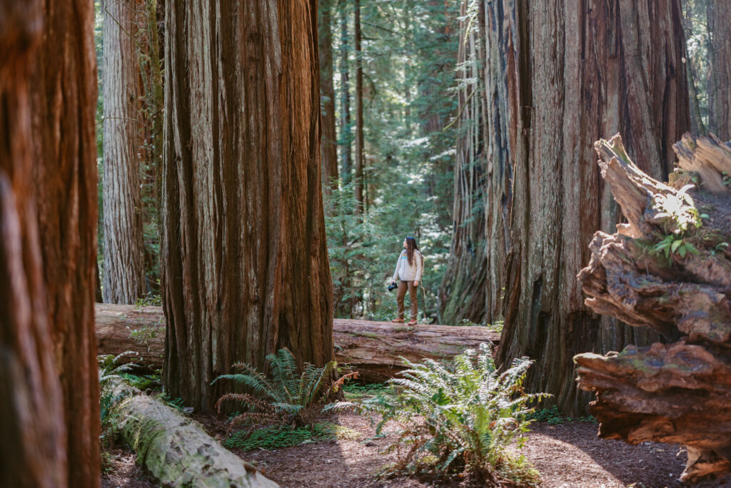 Redwood National Park Elopement Photographer