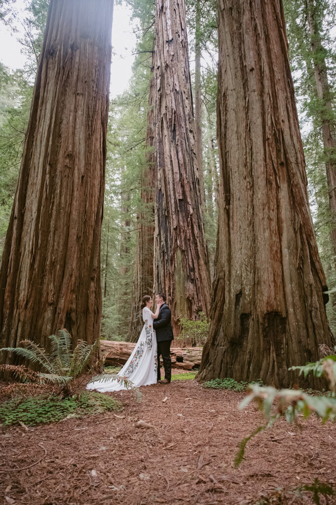 Redwood National Park Elopement